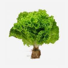Lechuga Hidropónica - La Veguita Móvil
