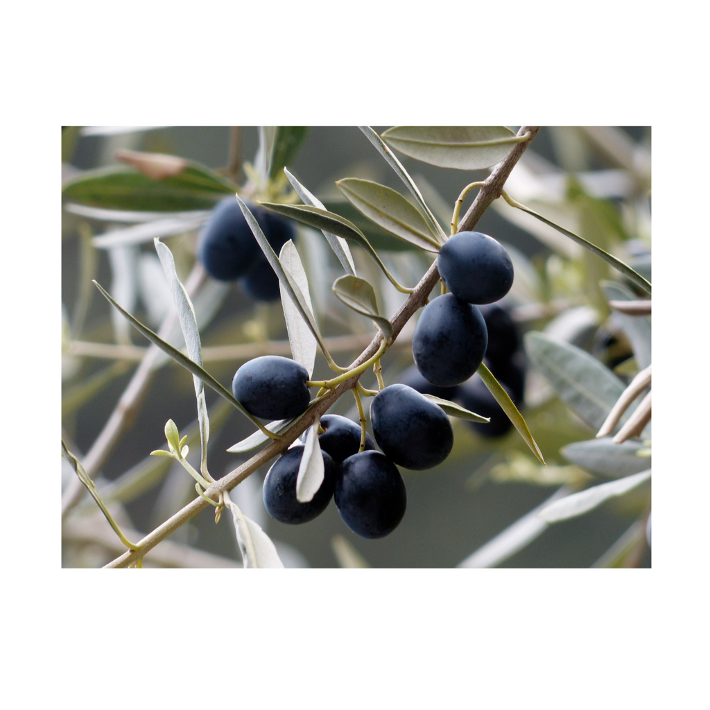 Aceitunas Negras - Kilo - La Veguita Móvil